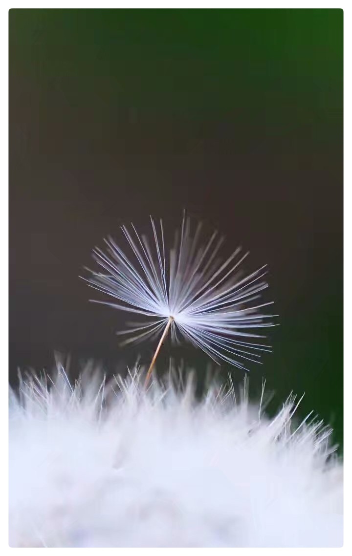 蒲公英的风采ll作者:许木启ll诵读:光辉 乔乔(图3)
