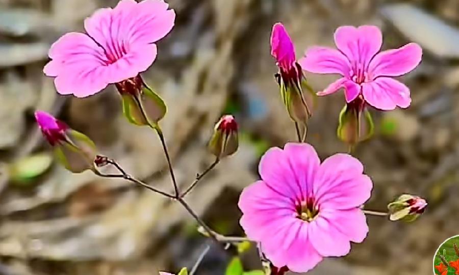 【佳作推荐】王万欣《古风•赞五四运动》外两首（图6）
