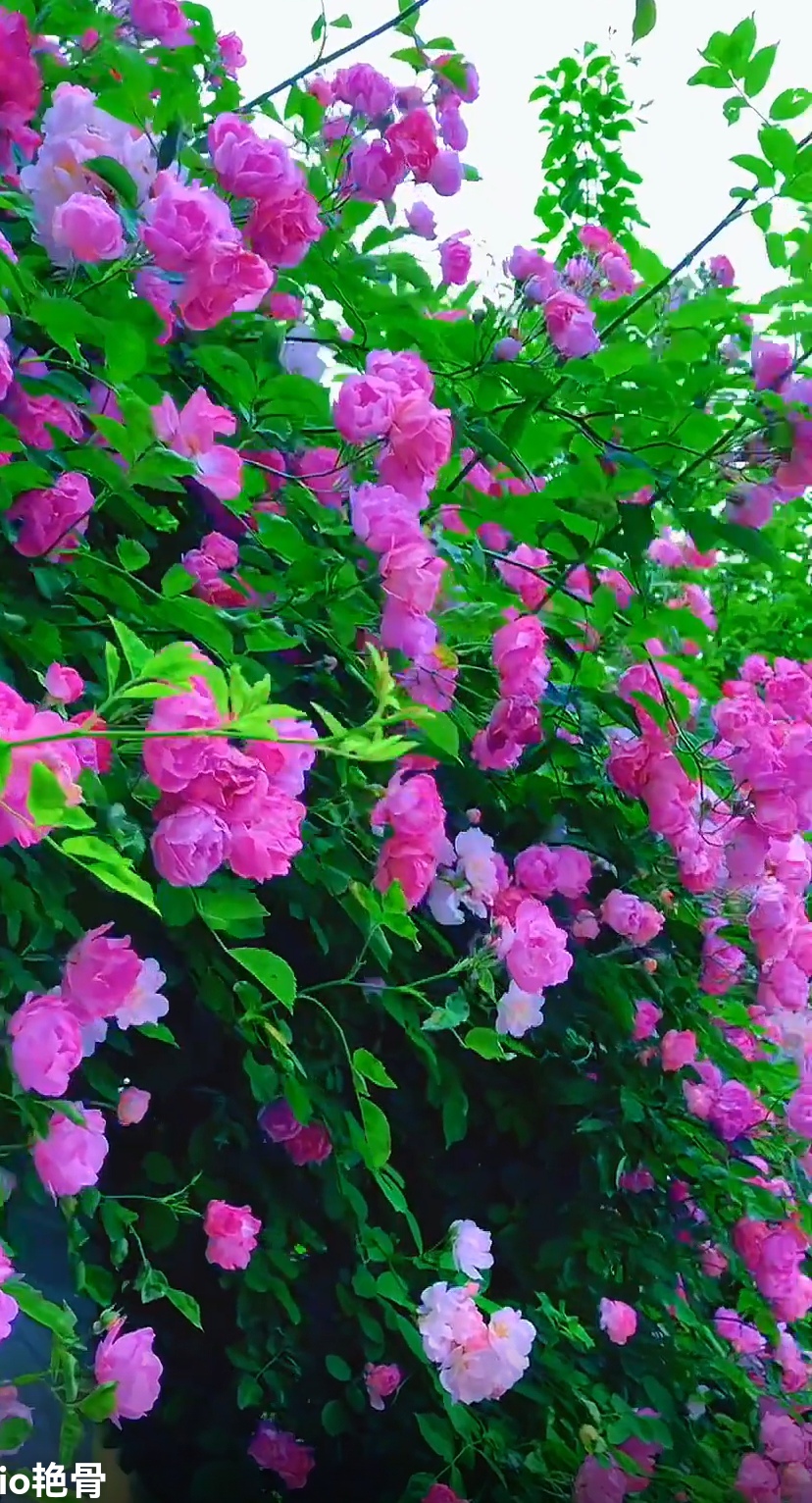 【佳作推荐】王万欣《古风•赞五四运动》外两首（图11）