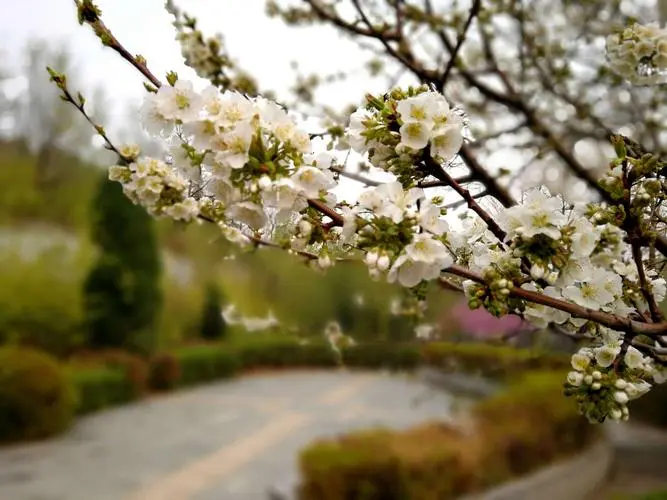 [桃源馨声]满城芳|作者:若然|主播:知语[总1105期]（图7）