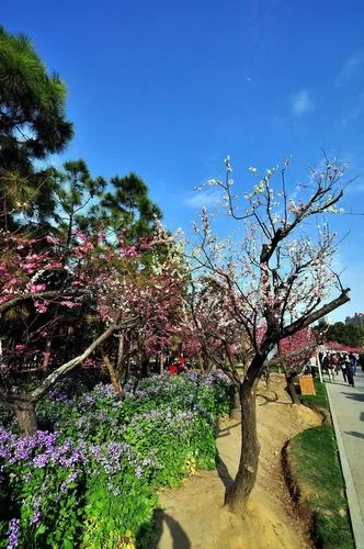 [桃源馨声]满城芳|作者:若然|主播:知语[总1105期]（图8）