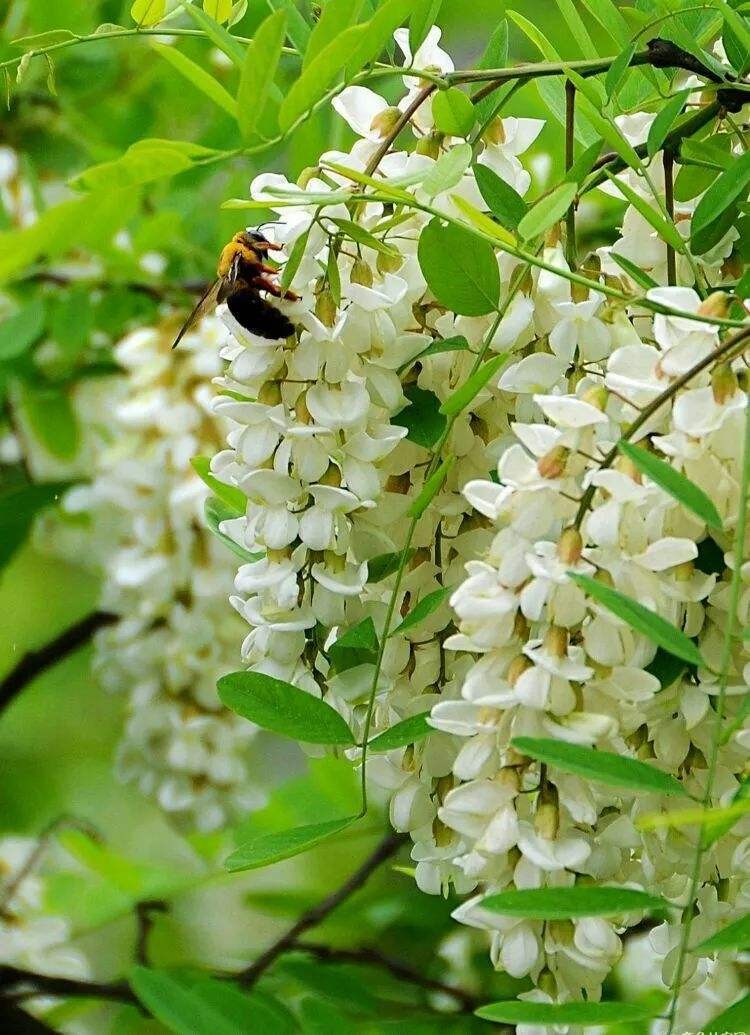 槐花飘香满人家(外一首)文/徐志忠（图2）