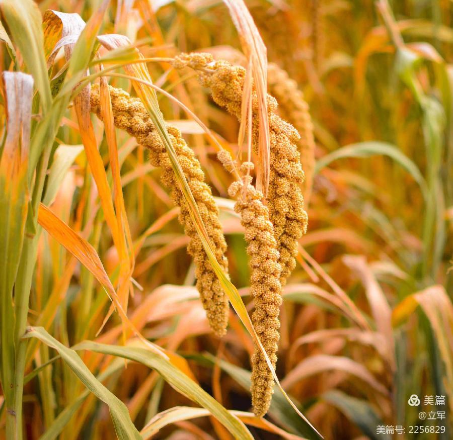 张家祥老师诗歌《有这样一个地方》主播：雯煜 老革命 ；编辑：小鱼儿 【北疆头条】（第206期）（图9）