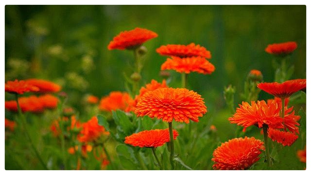 五月的鲜花ll作者: 碑林路人ll 诵读:穆赛玉 茶香 鹤凡(图6)