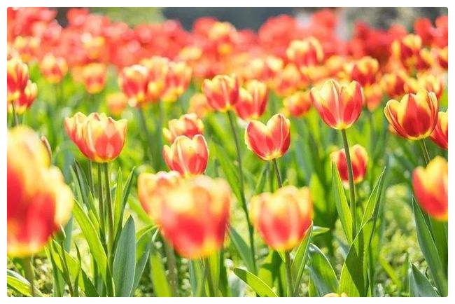 五月的鲜花ll作者: 碑林路人ll 诵读:穆赛玉 茶香 鹤凡(图7)