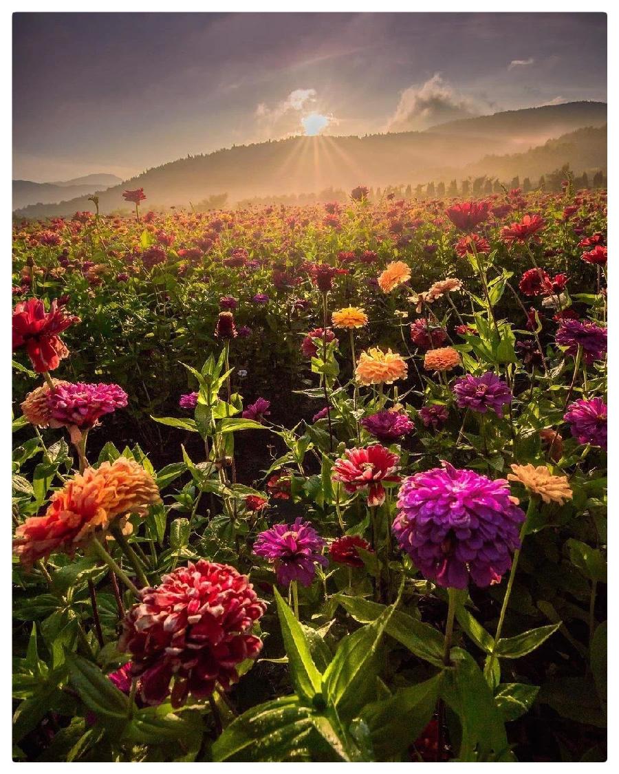 五月的鲜花ll作者: 碑林路人ll 诵读:穆赛玉 茶香 鹤凡(图15)