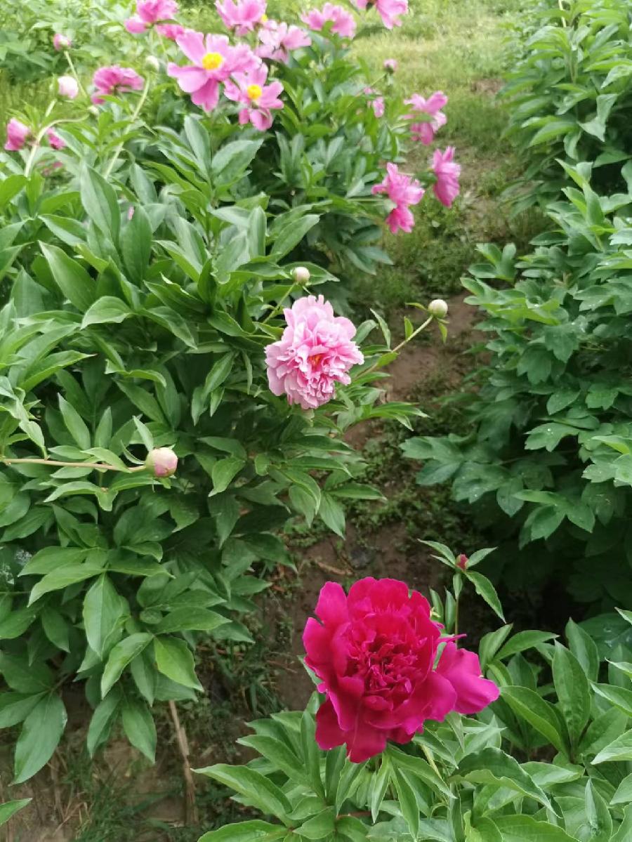 芍药吟‖文图/宁文彪（图2）