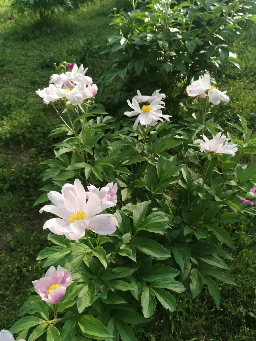 芍药吟‖文图/宁文彪（图3）