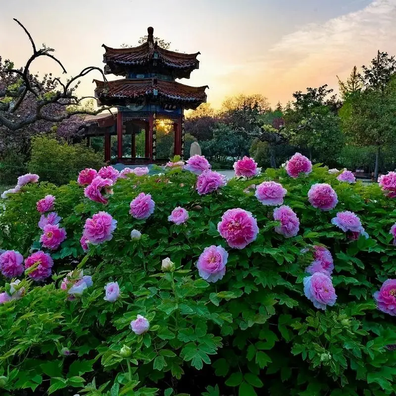 洛阳牡丹‖文图/赵京江，书法/太行山人武功（图2）