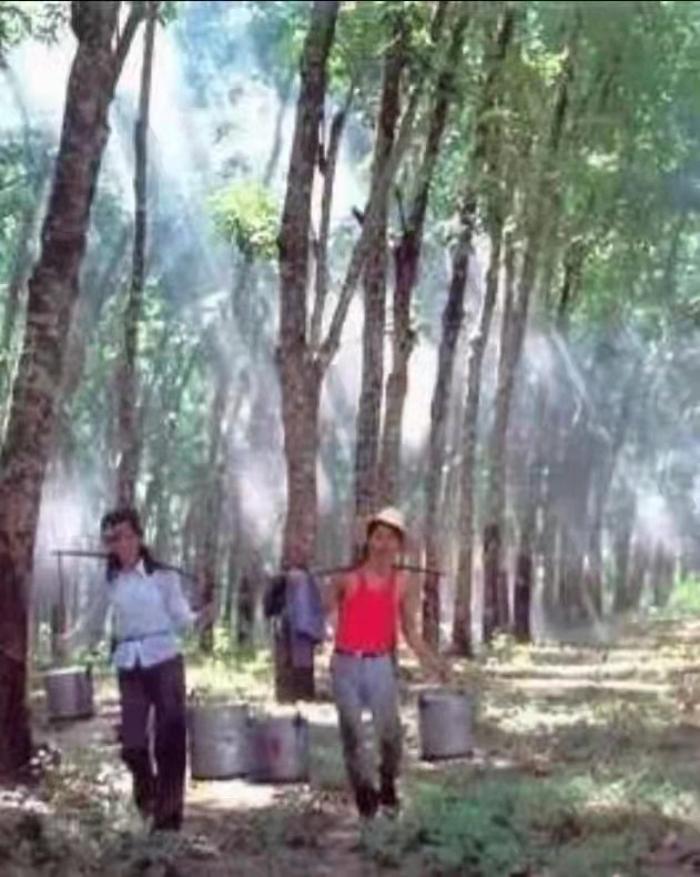雾色下的橡胶林 作者/吴松 诵读/万娟 美亮 妙琪(图5)