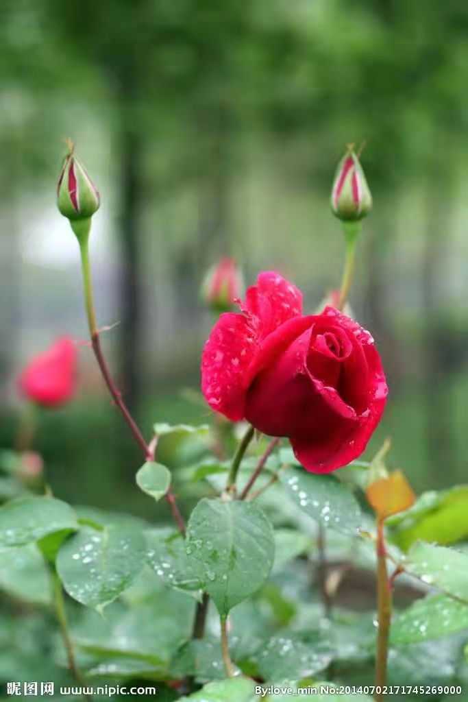 我与花的情结 作者/吴松 主播/张兵 博奕 小楼听雨（图13）
