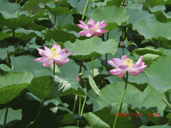 【神都诗社】第12期《立夏》(图44)