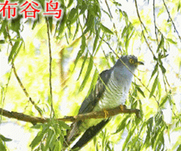 【神都诗社】第12期《立夏》(图58)