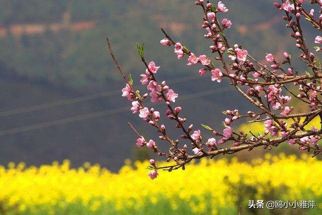 （诗词小辑）作者：牛运祖（湖北）【冰心文化传媒】（图15）
