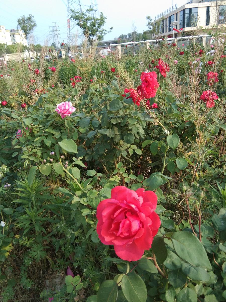 心尘文艺 第542期（图3）
