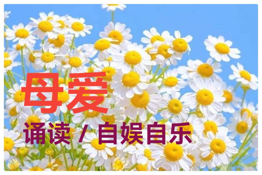 母亲节特刊《母亲如花》组诗 作者:婧暄 诵读:暄言艺术团成员(图5)