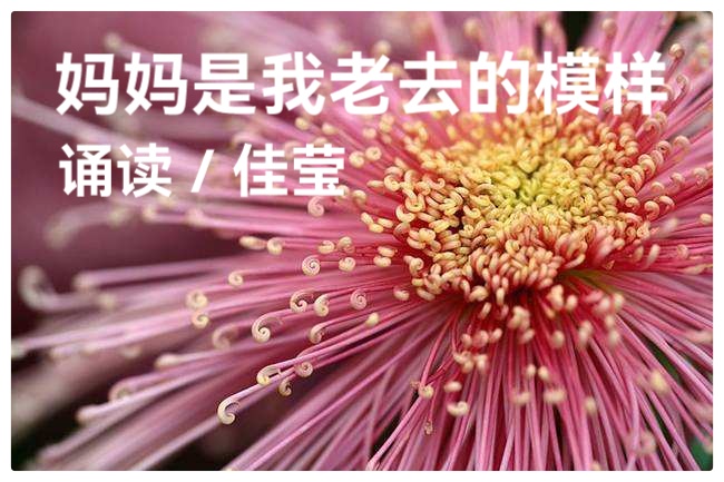 母亲节特刊《母亲如花》组诗 作者:婧暄 诵读:暄言艺术团成员(图9)