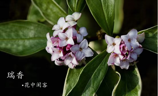 [【名家专刊】【九江文学社:北京头条】丛延春先生佳作欣赏(图5)