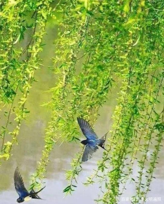 【潇湘文学社】潇湘风荷联社《对句练习》(总335期)(图9)