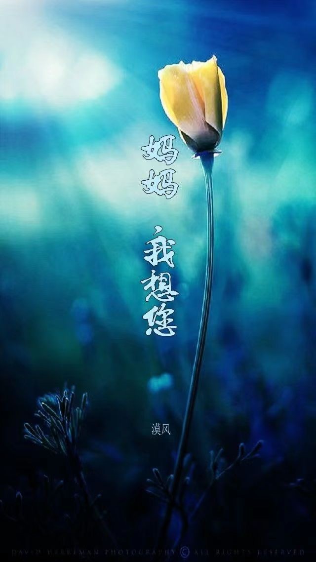 联机全球发布黄玉萍精品诗歌《致天堂的母亲》（图3）