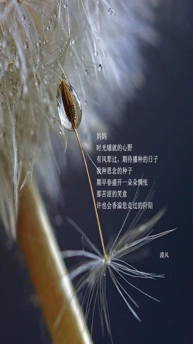 联机全球发布黄玉萍精品诗歌《致天堂的母亲》（图7）