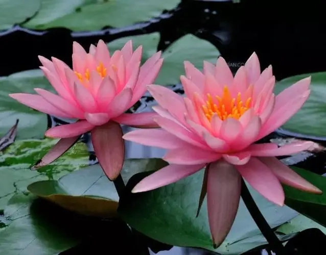 鑾茶姳3.webp.jpg