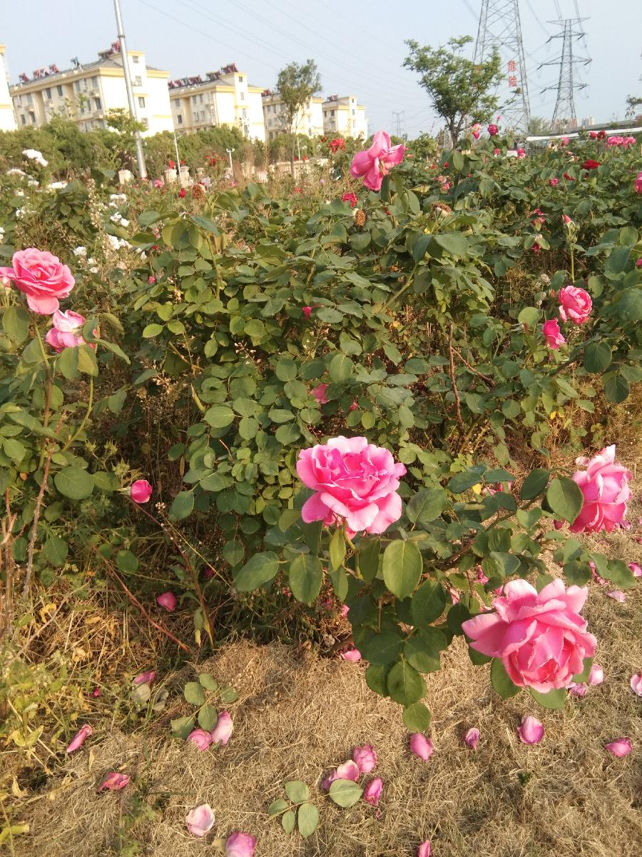 心尘文艺 第543期(图2)