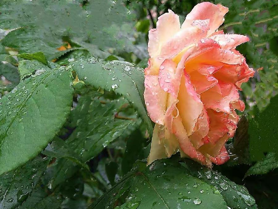 【新诗大观】初夏的雨||文/花惜柔||诵/李保红(图2)