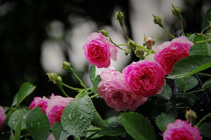 【新诗大观】初夏的雨||文/花惜柔||诵/李保红(图3)