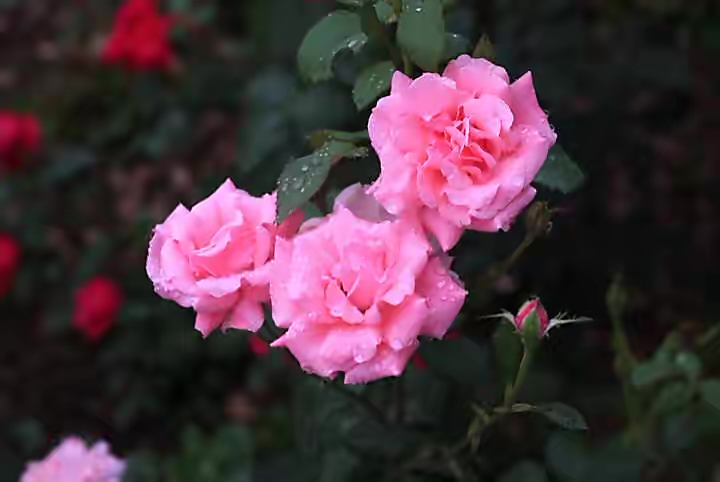 【新诗大观】初夏的雨||文/花惜柔||诵/李保红(图4)