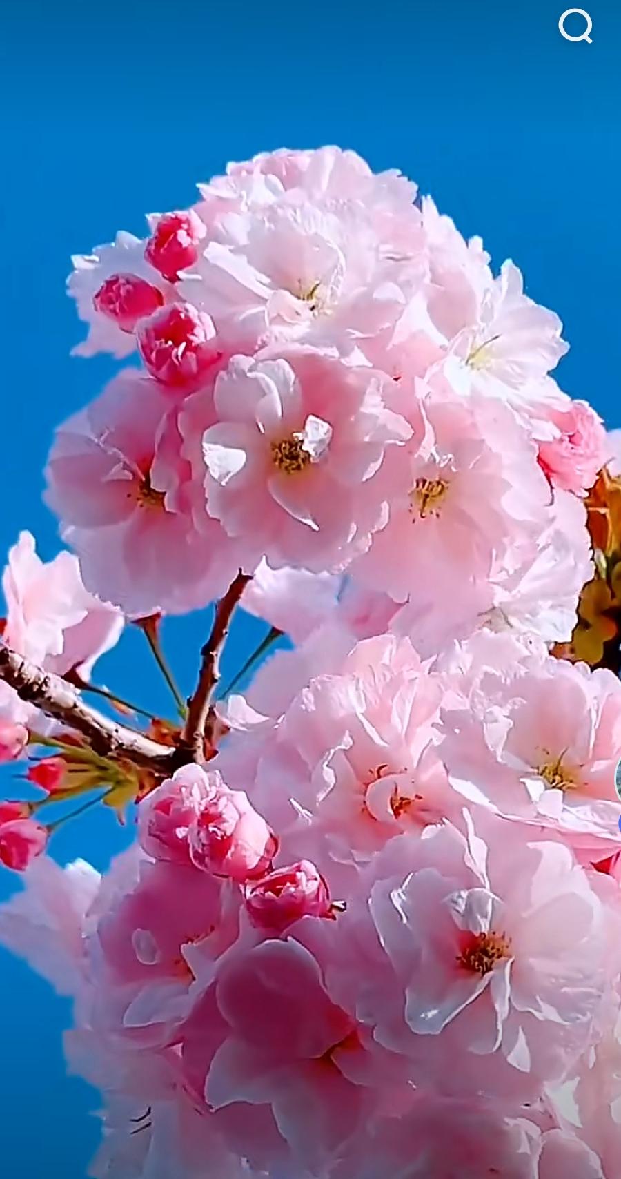 【北京头条】推介奇石《盲目愚蠢自大的爱》（图14）