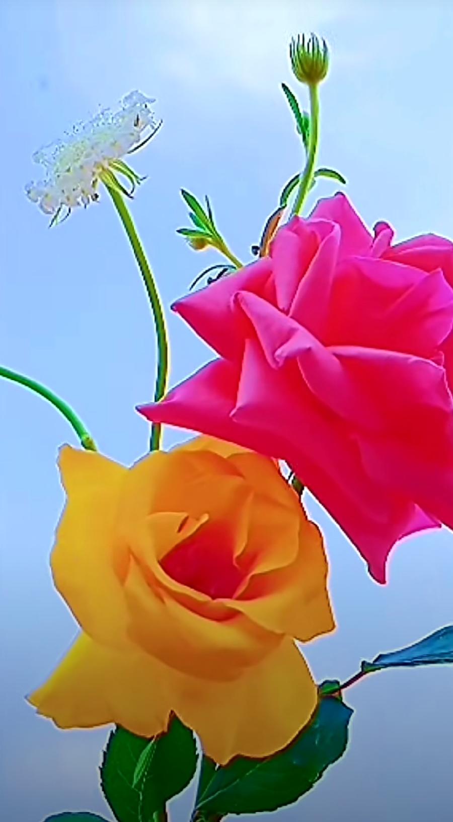 【北京头条】推介奇石《盲目愚蠢自大的爱》（图13）