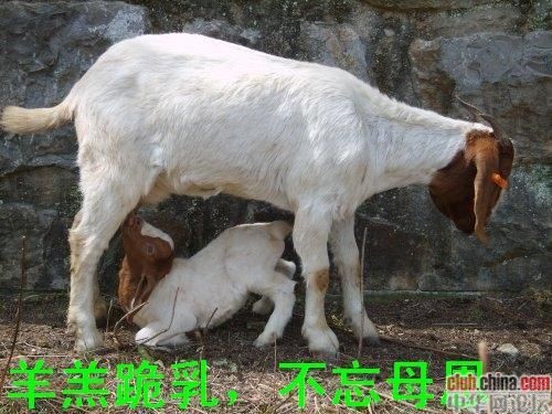 【重磅推出】《东北精华》2022年“母亲节”全国诗人作品展(图16)