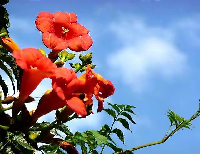 凌霄花赞歌： 作者 代晓春｜海外头条（图4）