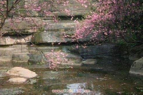 【潇湘文学社】潇湘问梅诗社《叹春残》(总337期)(图9)