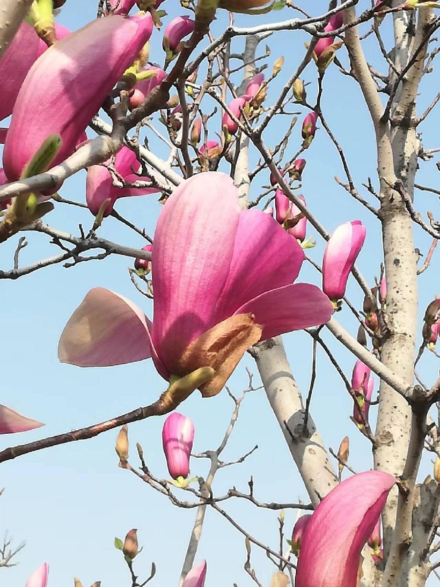 玉兰花‖巴彦诗协诗词卷【231】(图2)