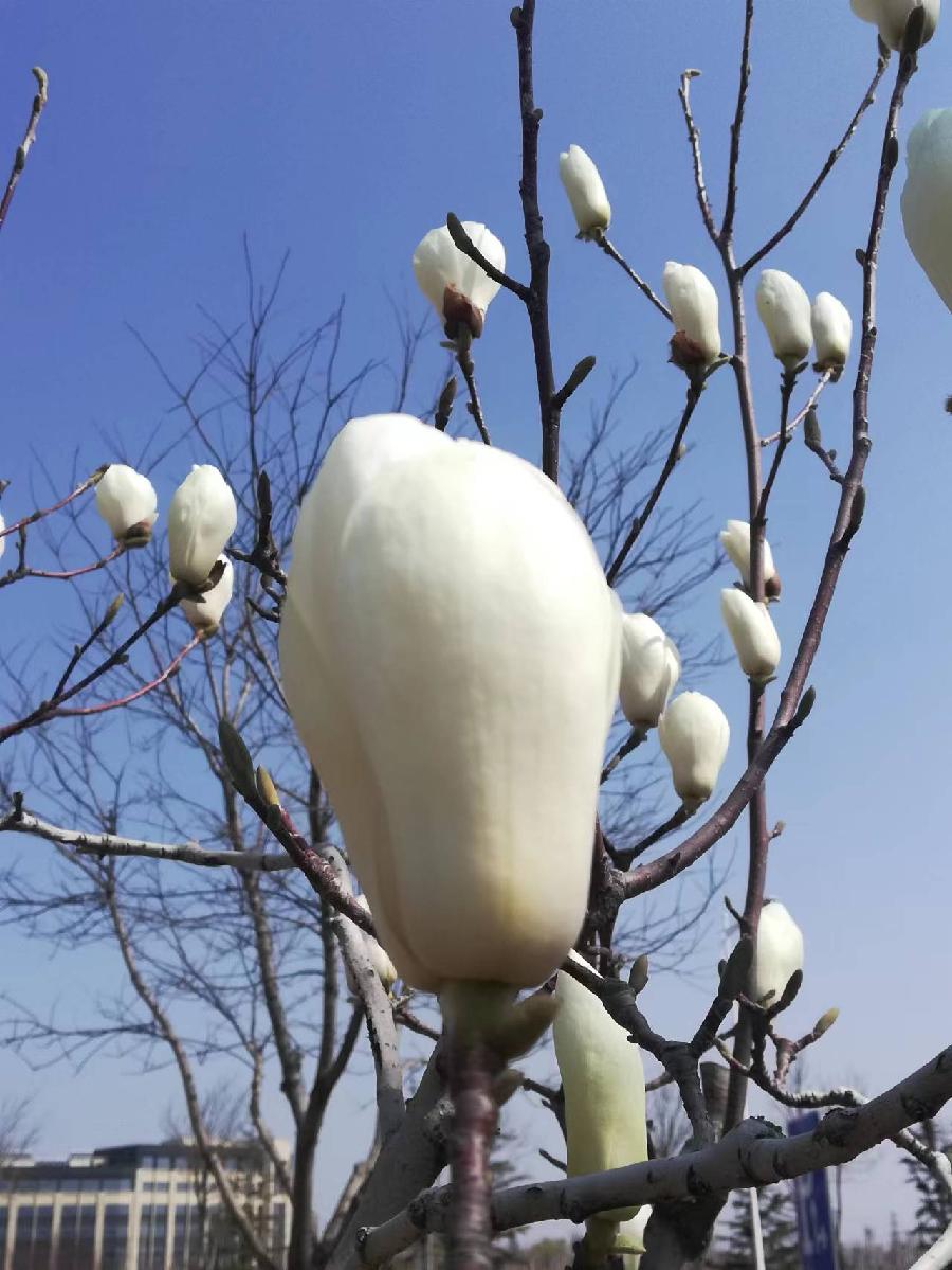 玉兰花‖巴彦诗协诗词卷【231】(图4)