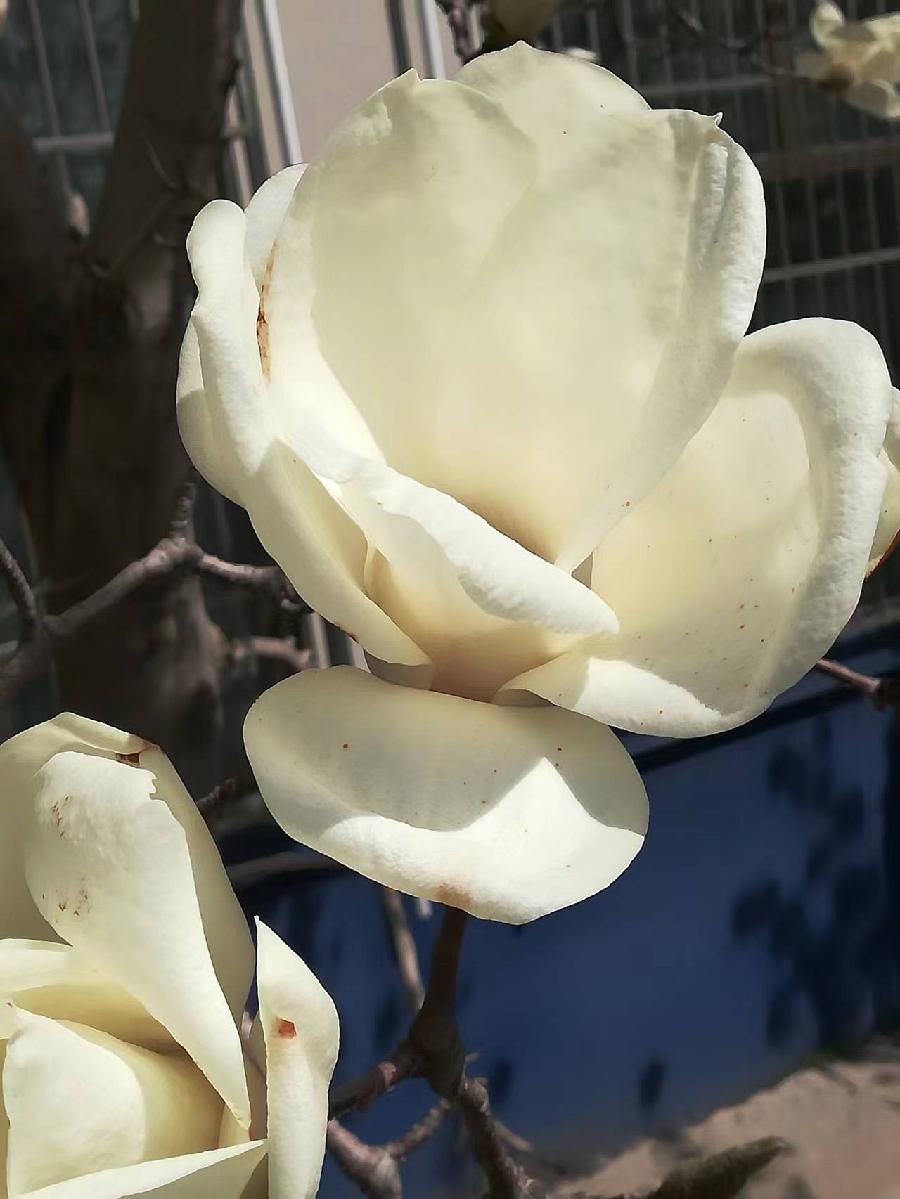 玉兰花‖巴彦诗协诗词卷【231】(图3)