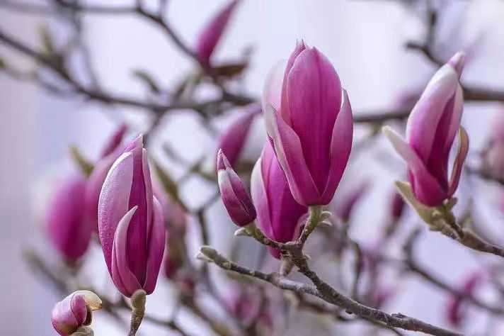 玉兰花‖巴彦诗协诗词卷【231】(图6)