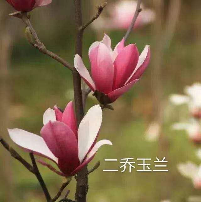 玉兰花‖巴彦诗协诗词卷【231】(图7)