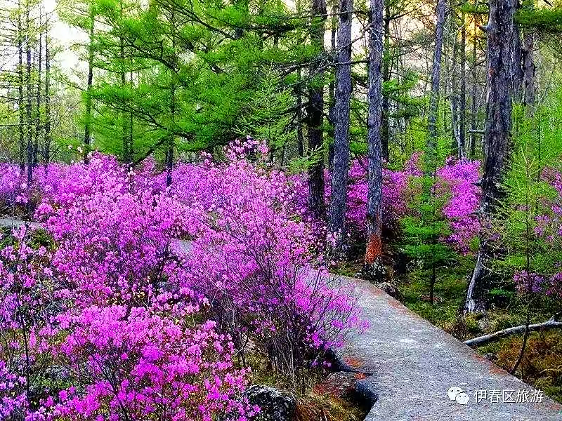 宋金龙诗歌三首：诵读者王辉·康亚丽·高素芸｜海外头条（图3）