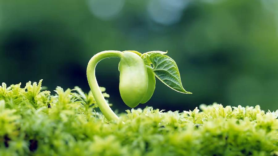 宋金龙诗歌三首：诵读者王辉·康亚丽·高素芸｜海外头条（图4）