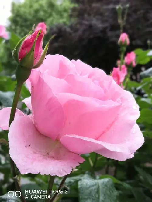 初夏的雨‖文图/赵京江（图7）