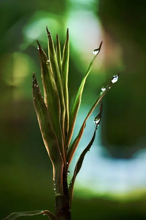 初夏的雨‖文图/赵京江（图3）
