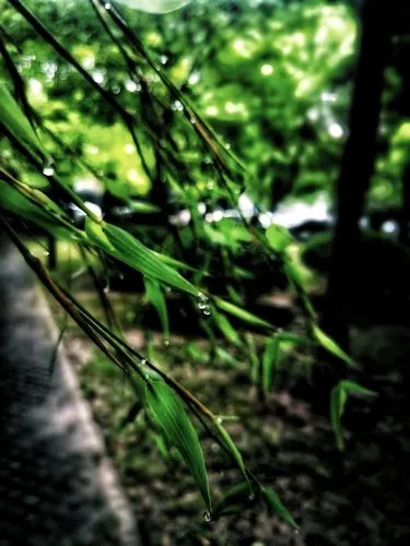 初夏的雨‖文图/赵京江
