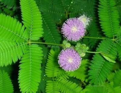 《含羞草》作者：邢宏柱（图2）