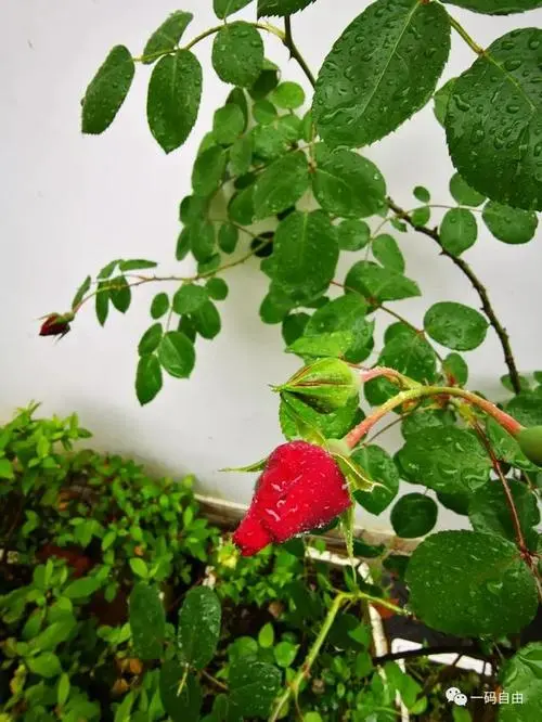 初夏逢雨‖文图/赵京江，书法/太行山人武功（图5）