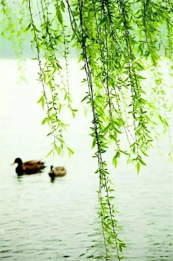 周汝玲（湖北）诗词小辑【冰心文化传媒】（图4）