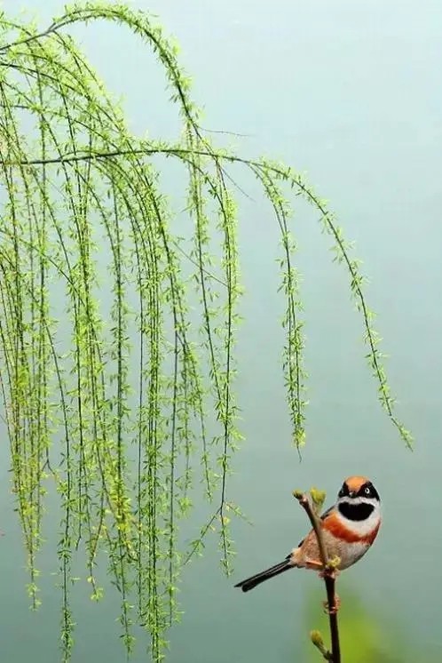 周汝玲（湖北）诗词小辑【冰心文化传媒】（图7）