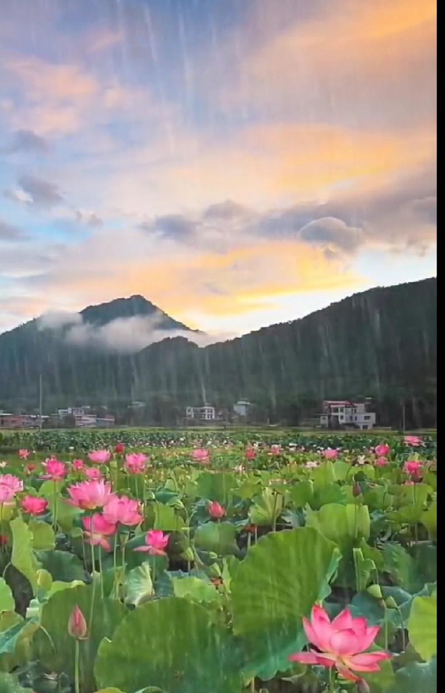 [北京头条]山东知名诗人费立强(野草)老师的作品/诗词小集/同醉外四首，主播/天乐（图10）